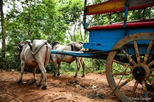 Sri Lanka, village tour