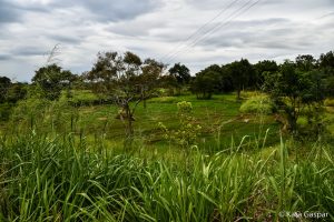 Sri Lanka, village tour