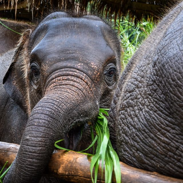 012elefant_thaiföld