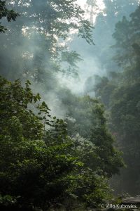 Szumátra, orangutan, dzsungel, Indonézia