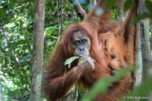 Szumátra, orangutan, dzsungel, Indonézia