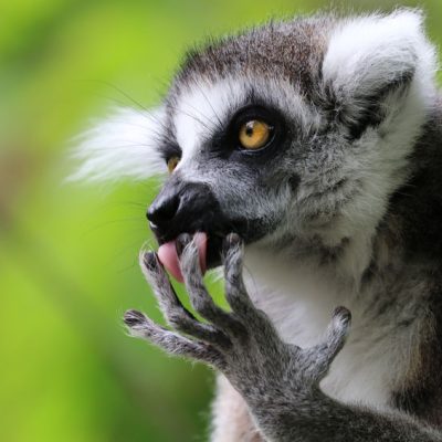 003madagaszkar