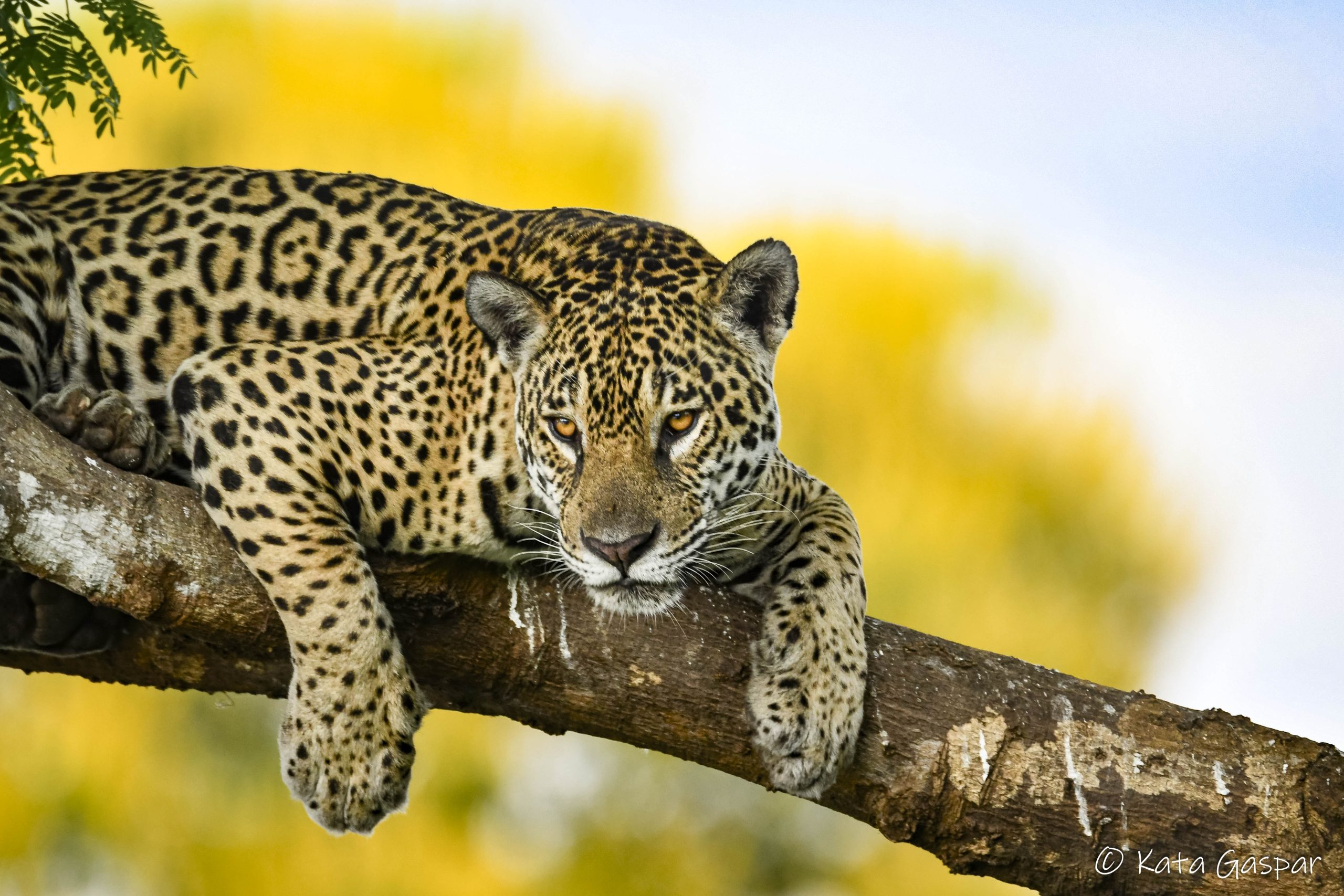 pantanal (54)